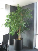 Planta Empresa 03