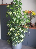 Planta Empresa 07