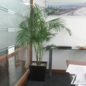 Planta Empresa 08