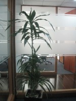 Planta Empresa 09