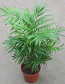 Areca Espatifilo (Neanthe Bella)