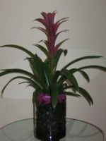 Bromelia