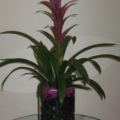 Bromelia