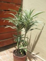 Dracena Wuarneke (Dracaenaderemensis ‘Warneckii)