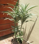 Dracena Wuarneke (Dracaenaderemensis ‘Warneckii)