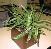 Dracena Wuarneke (baja) (Dracaenaderemensis ‘Warneckii)