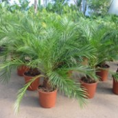 Fenix Robelini (baja) (Phoenix Roebelenii)
