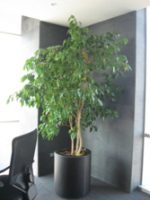 Ficus Benjama (alto)