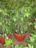 Ficus Benjamina (bajo)