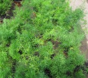 Helecho esparraguera (Asparragus Falcatum)