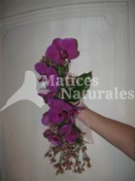 Orquídea