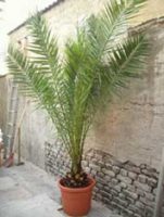 Palmera Fenix Carariensis (Phoenix canariensis)