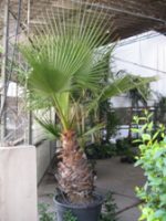 Palmera Washintonia (Washingtonia Filifera)