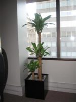 Palo de Agua Trio (Dracaena Fragans Massageana)