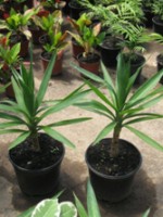 Yuca (baja) (Yucca Elephantipes)