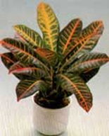 Croton Sindapsus (Codiaeum Variegatum)