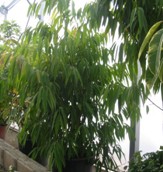Ficus Alii (alto) (Ficus binnendiijkii ‘Alii’)
