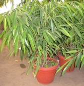 Ficus Alii (bajo) (Ficus binnendiijkii ‘Alii’)