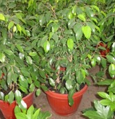Ficus Benjamina (bajo)