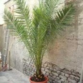 Palmera Fenix Carariensis (Phoenix canariensis)