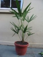 Palmera Palmito (Chamaeropshumilis)