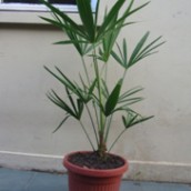 Palmera Palmito (Chamaeropshumilis)