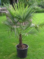 Palmera Trachicarpus (Trachycarpus Fortunei)