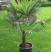 Palmera Trachicarpus (Trachycarpus Fortunei)
