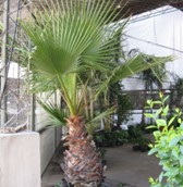 Palmera Washintonia (Washingtonia Filifera)