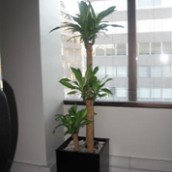 Palo de Agua Trio (Dracaena Fragans Massageana)