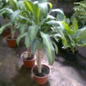 Palo de Agua (bajo) (Dracaena FragansMassageana)