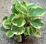 Peperonia Variegada (Peperomia obtusifolia)