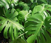 Philodendro Común (Monstera Deliciosa)
