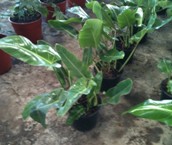 Philodendro Longifolia