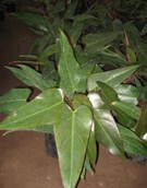 Philodendro Príncipe negro