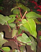 Philodendro Sanguíneo